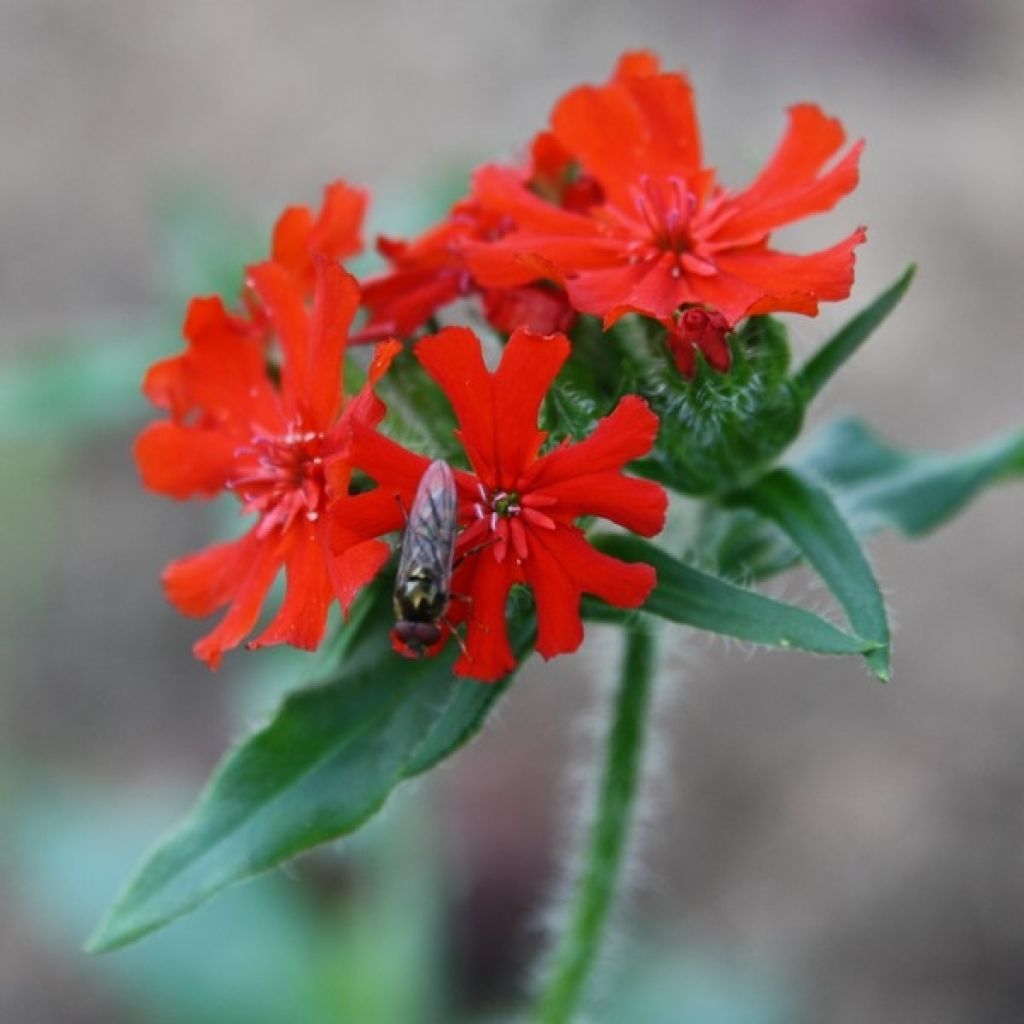 Graines de Lychnis chalcedonica - Croix de Jérusalem rouge