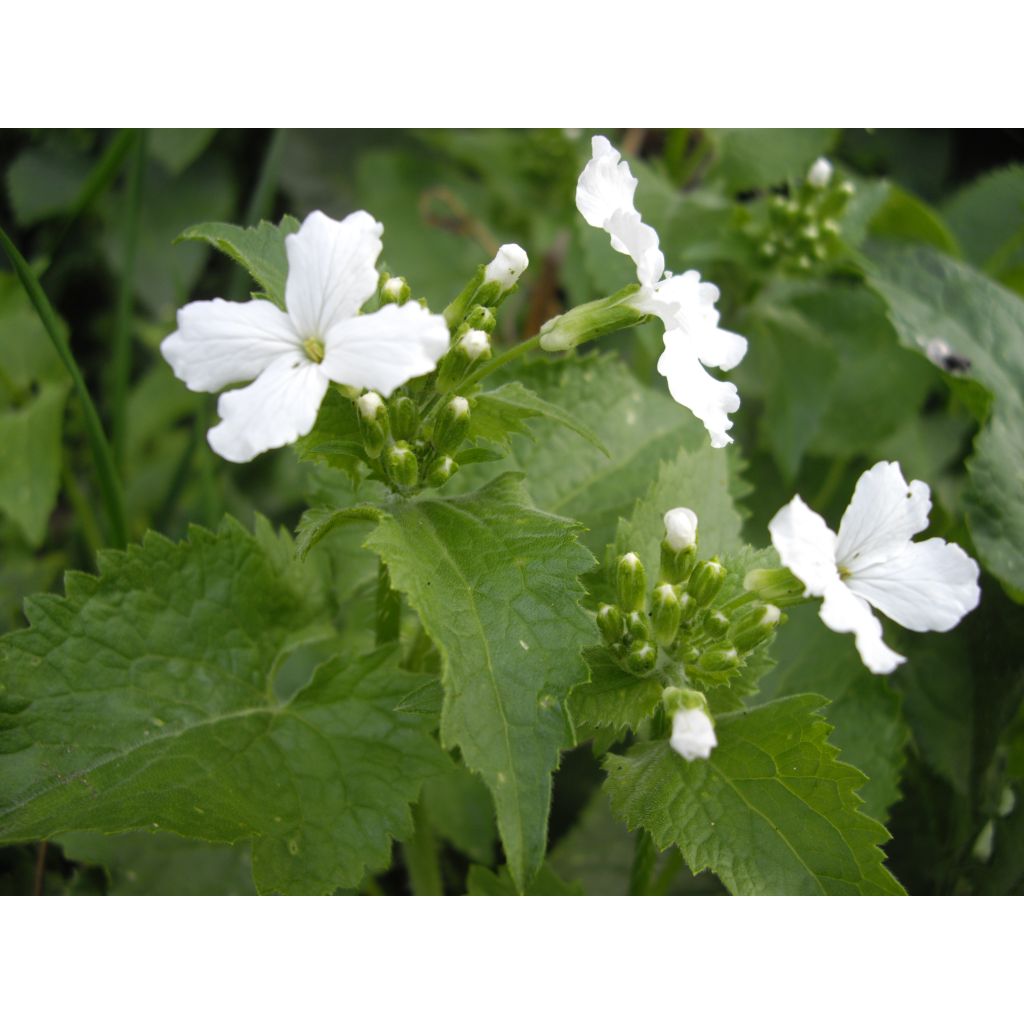 Graines de Monnaie du pape - Lunaria annua