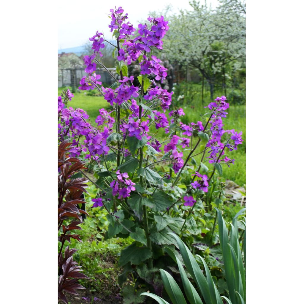 Graines de Monnaie du pape - Lunaria annua