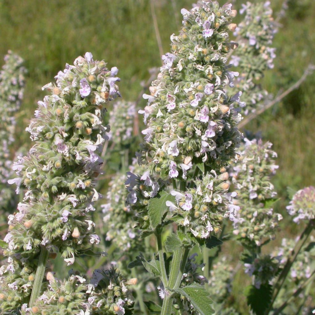 L'Herbe aux chats - Nepeta cataria 