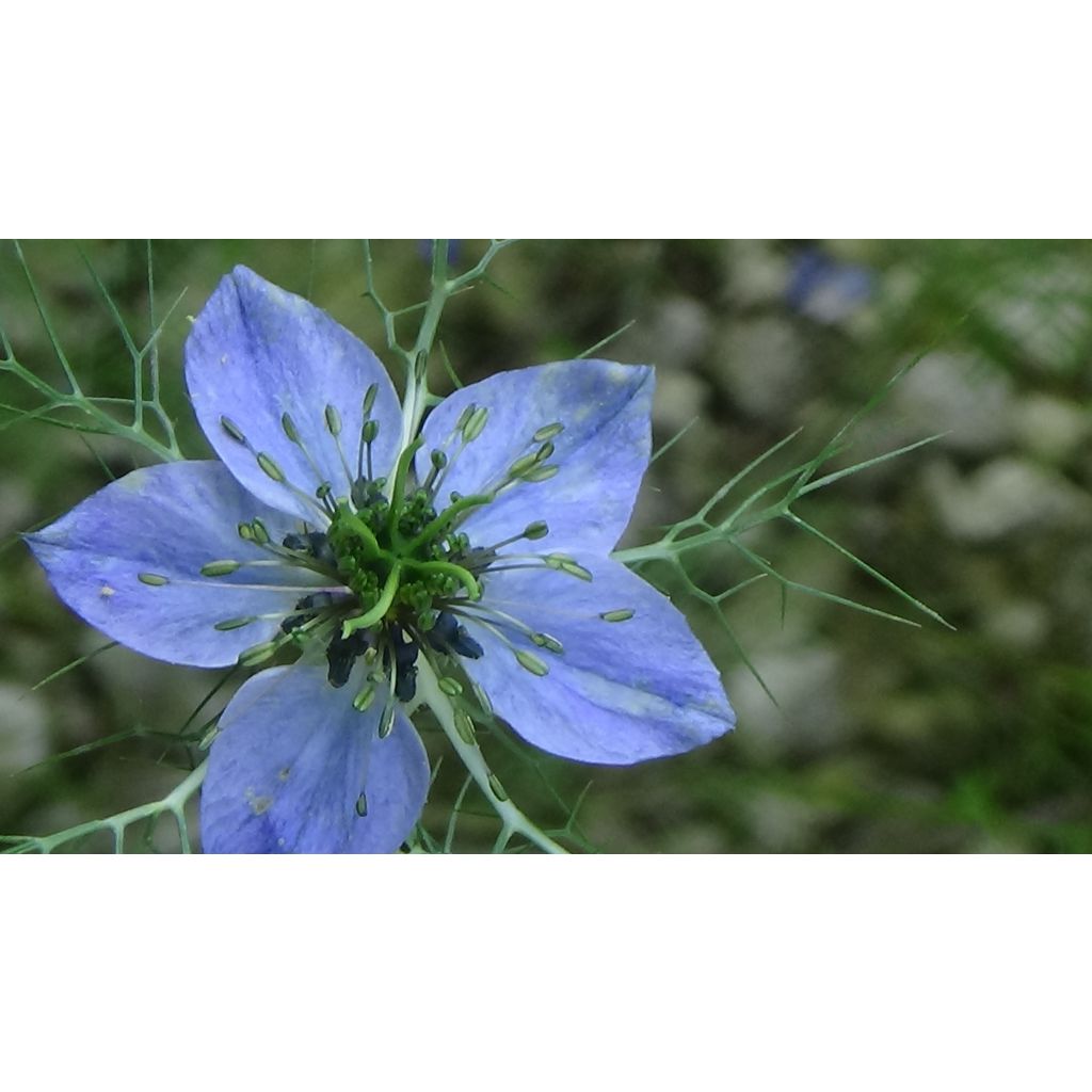 Nigelle de Damas, Patte d'araignée, Barbe de Capucin, Nigella damascena :  planter, cultiver, multiplier