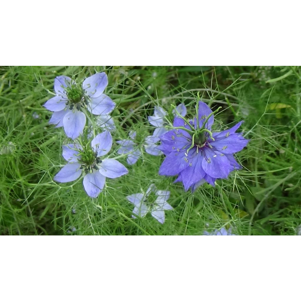 Graines de Nigelle de Damas Miss Jekyll Blue - Nigella damascena