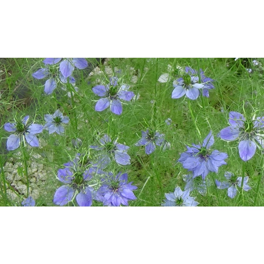 Graines de Nigelle de Damas Miss Jekyll Blue - Nigella damascena