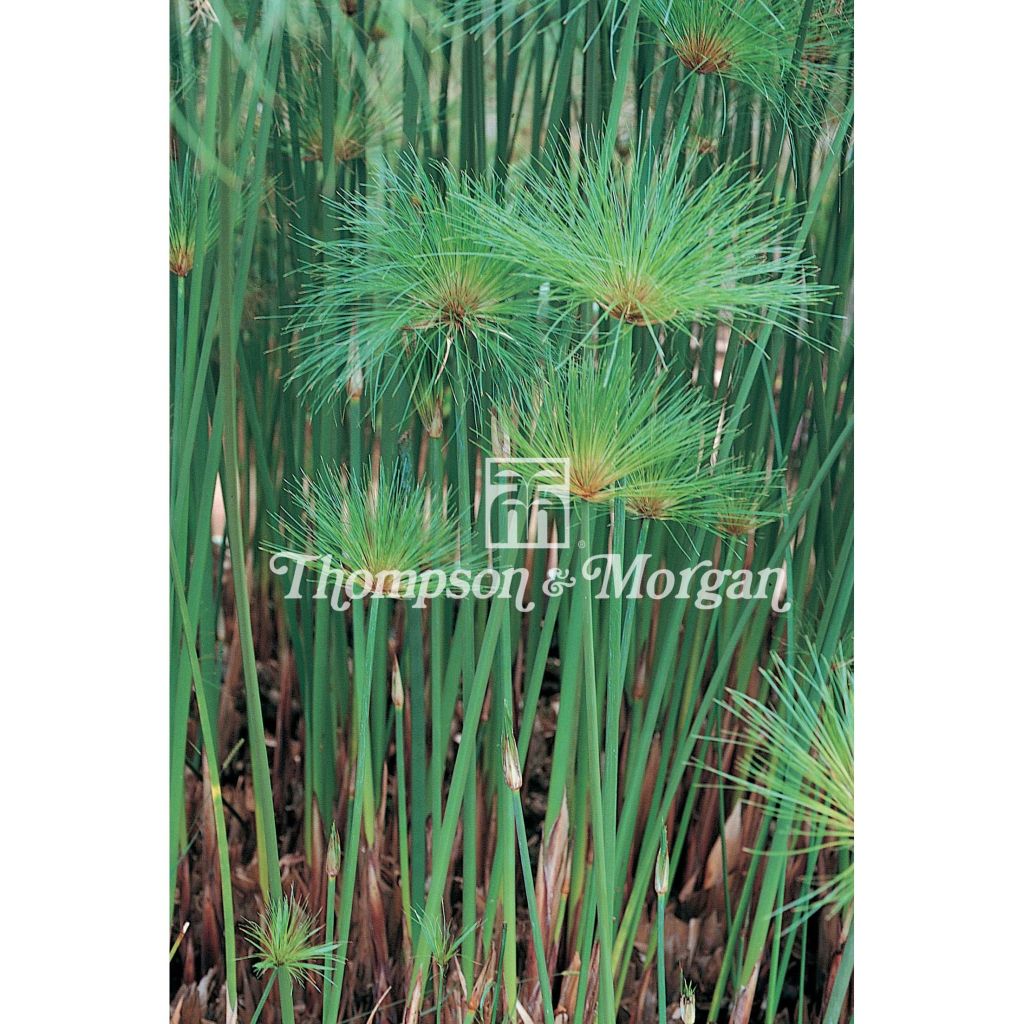 Graines de Papyrus du Nil - Cyperus papyrus