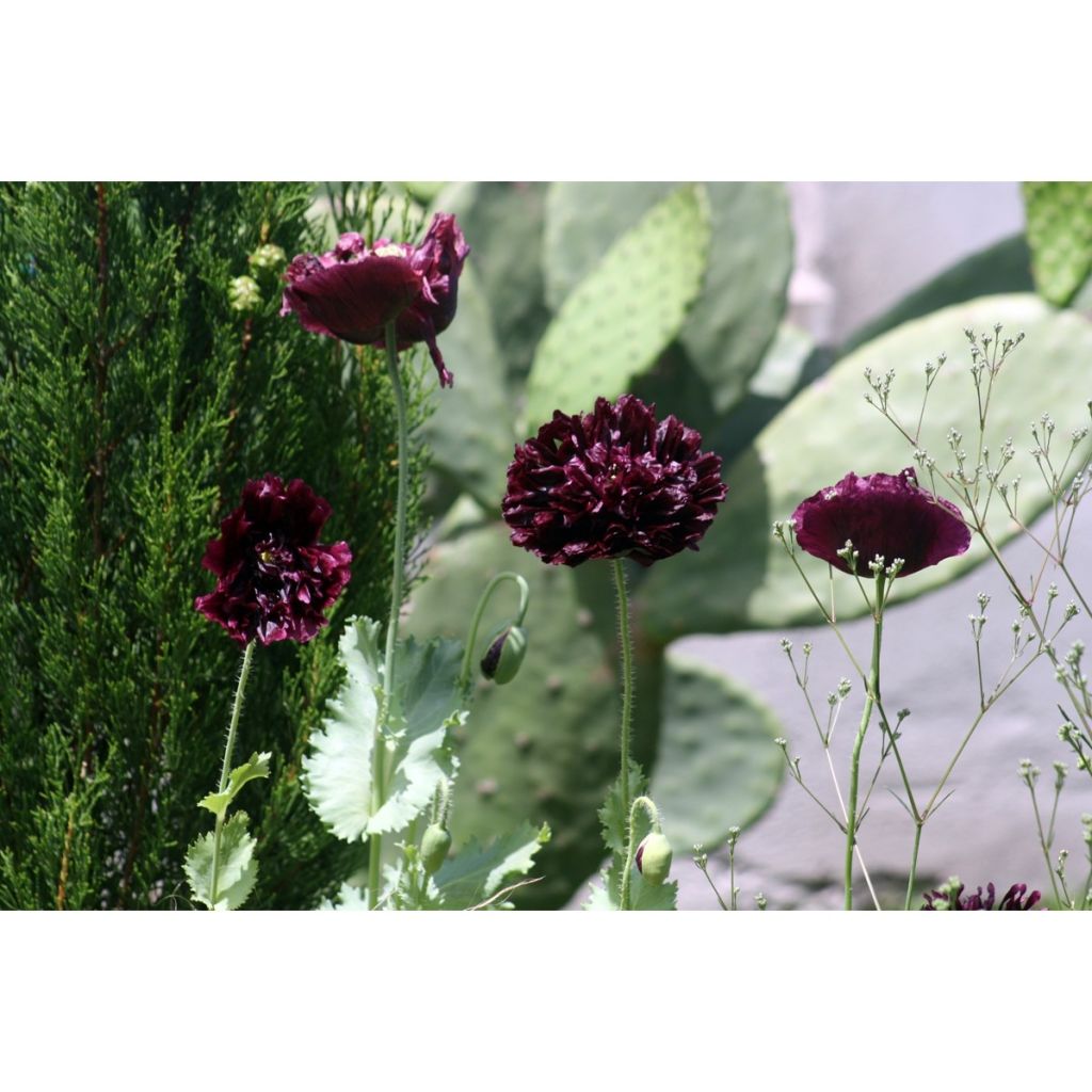 Graines de Pavot annuel Black Peony - Papaver somniferum