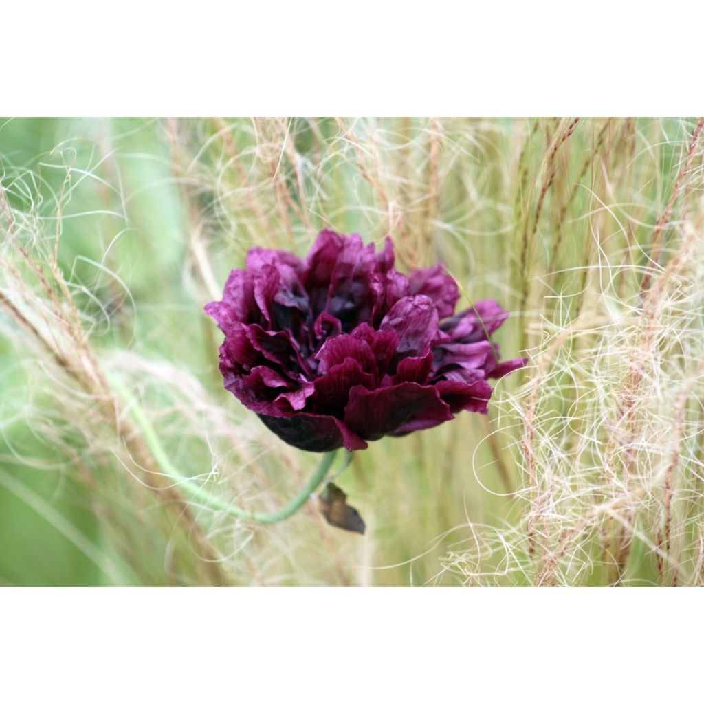 Graines de Pavot annuel Black Peony - Papaver somniferum