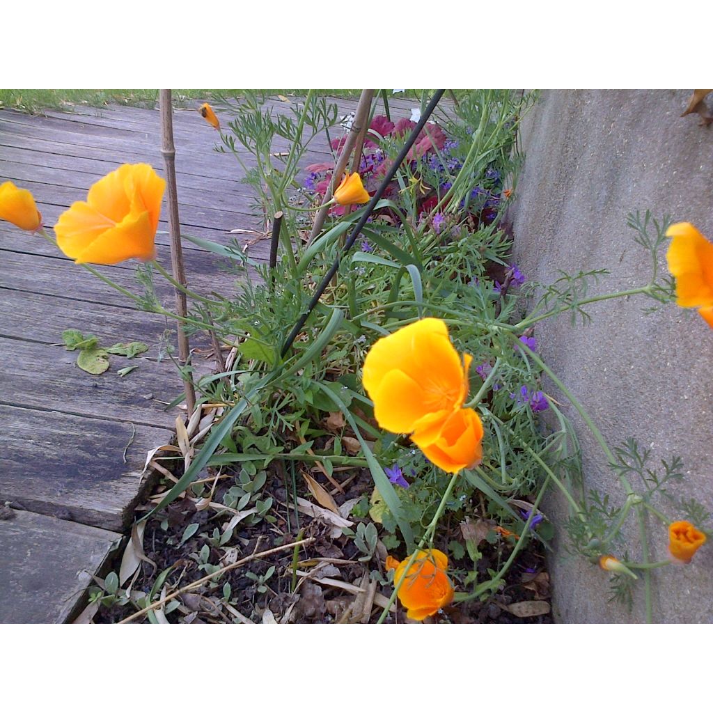 Graines de Pavot de Californie Sun shades - Eschscholzia mexicana