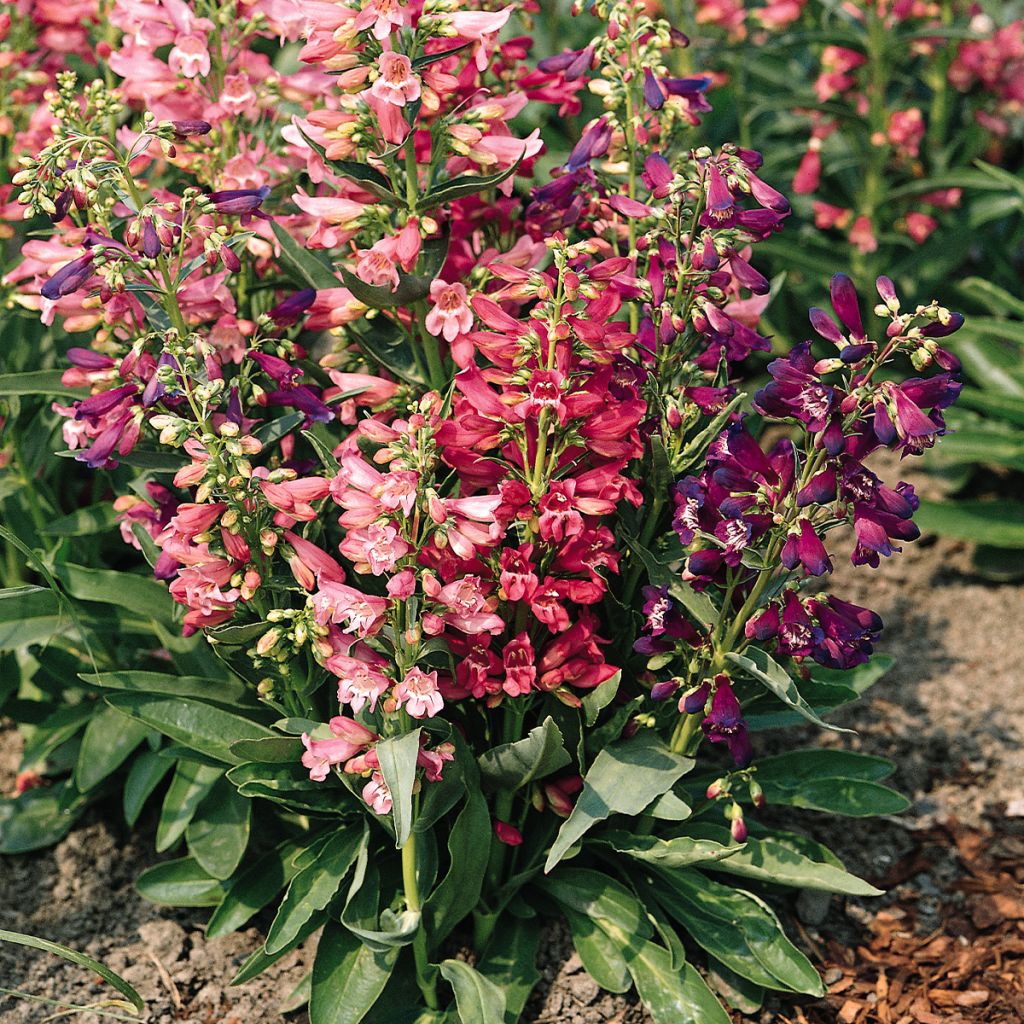 Graines de Penstemon barbatus Cambridge Mixture