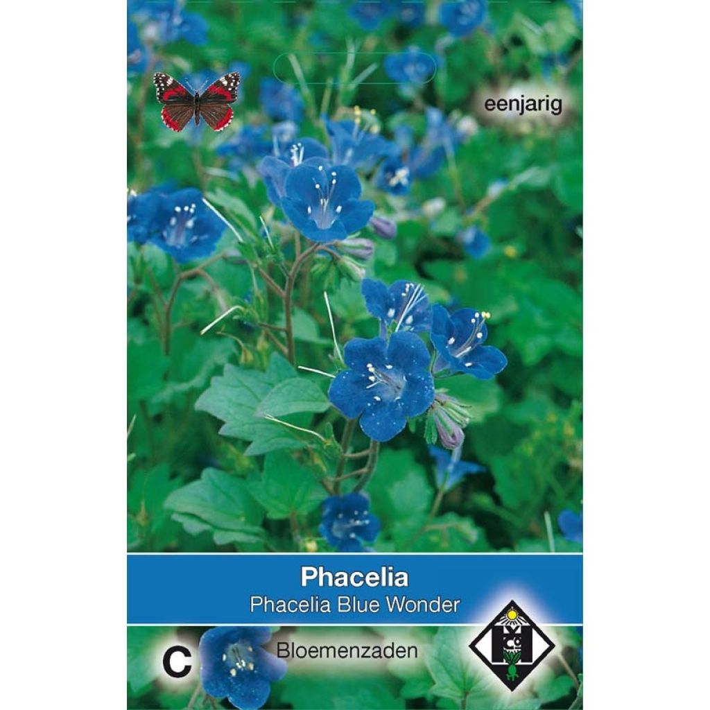 Graines de Phacelia campanularia Blue Wonder