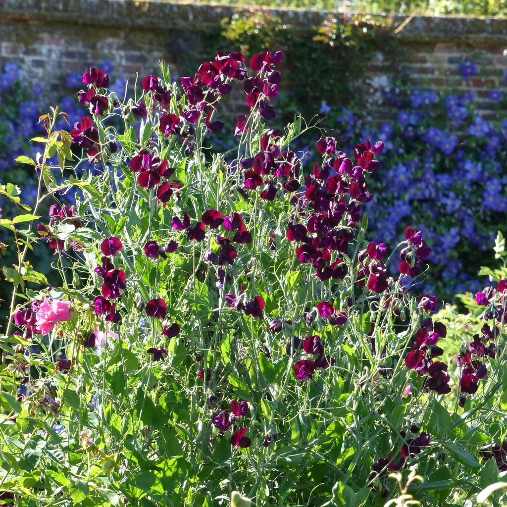 Graines de Pois de Senteur Beaujolais - Lathyrus odoratus