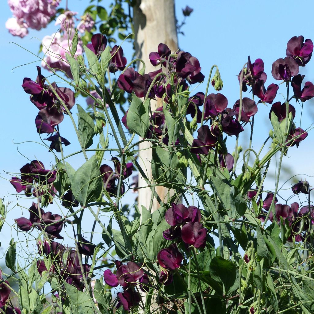 Graines de Pois de Senteur Beaujolais - Lathyrus odoratus