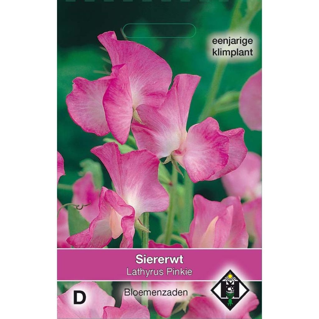 Graines de Pois de Senteur Pinkie - Lathyrus odoratus