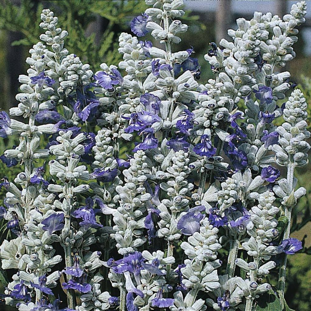 Graines de Salvia farinacea Strata - Sauge farineuse