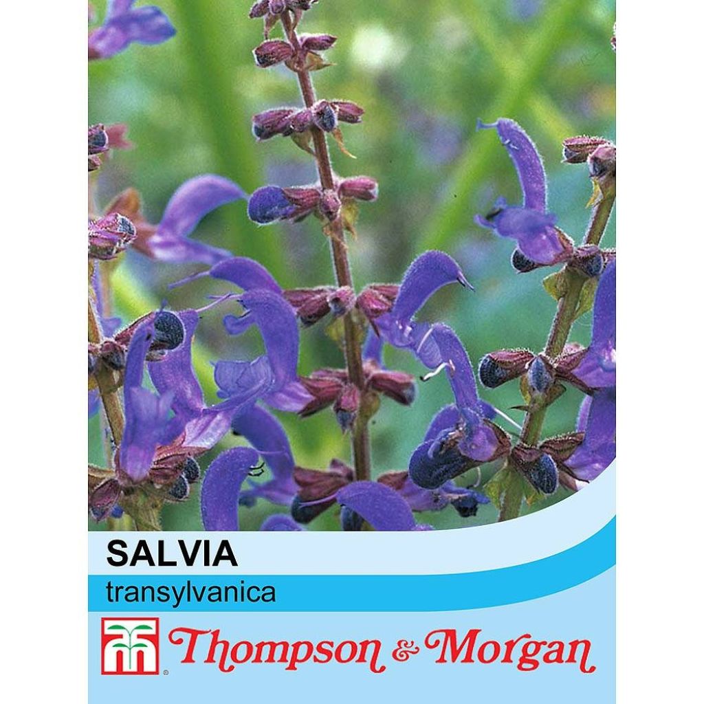 Graines de Salvia transylvanica - Sauge de Transylvanie