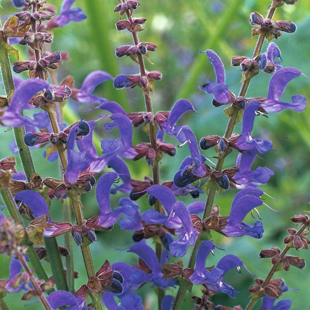 Graines de Salvia transylvanica - Sauge de Transylvanie