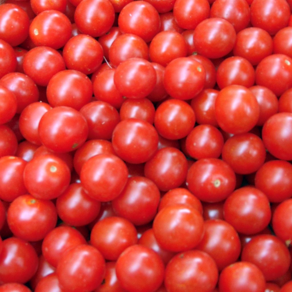 Graines de Tomate cerise Crokini F1