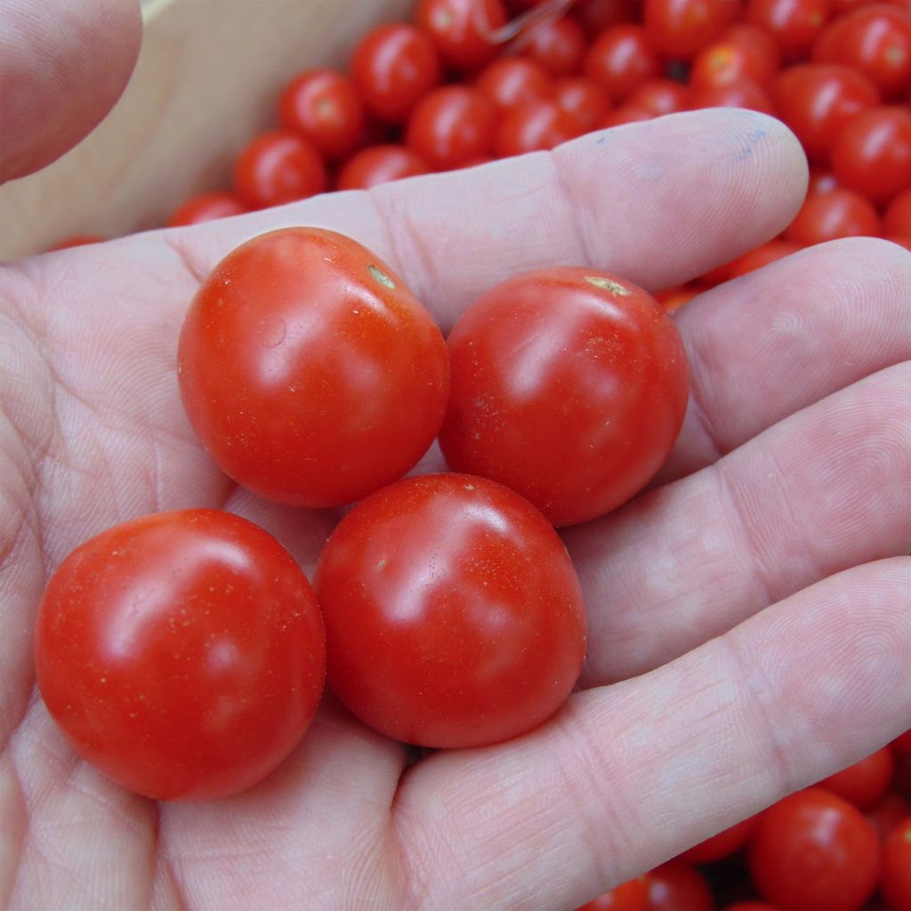 Graines de Tomate cerise Crokini F1