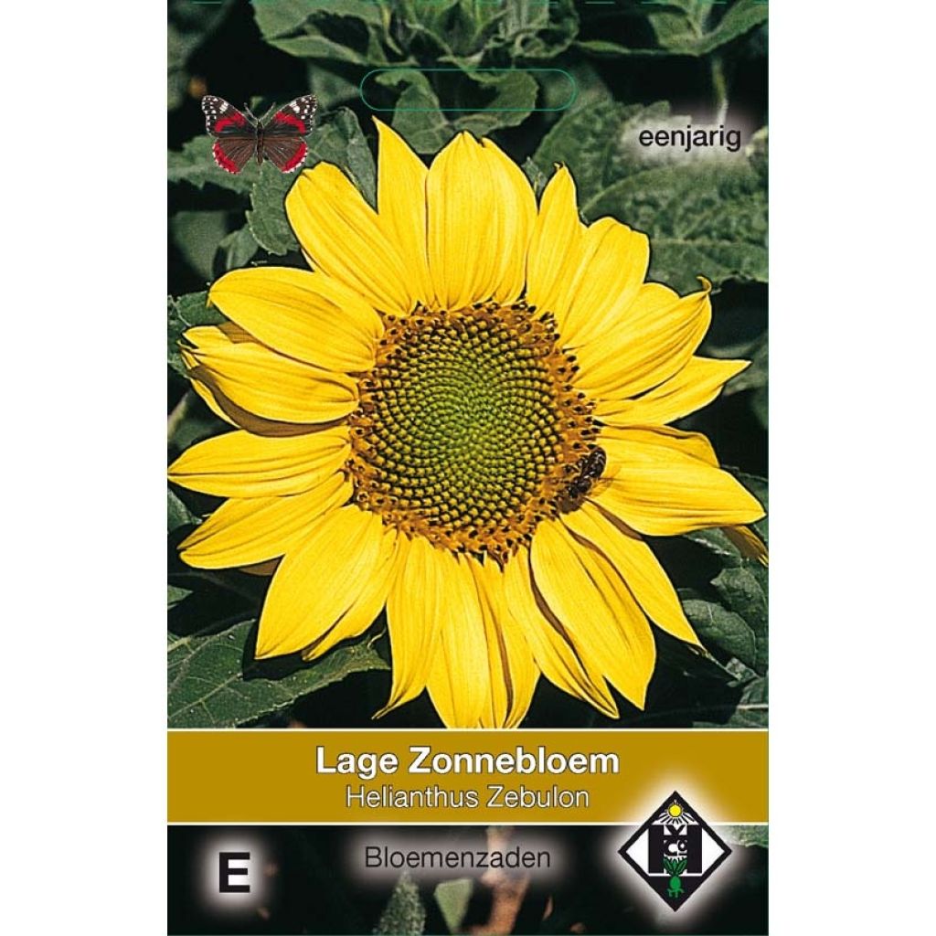 Graines de Tournesol Zebulon - Helianthus annuus