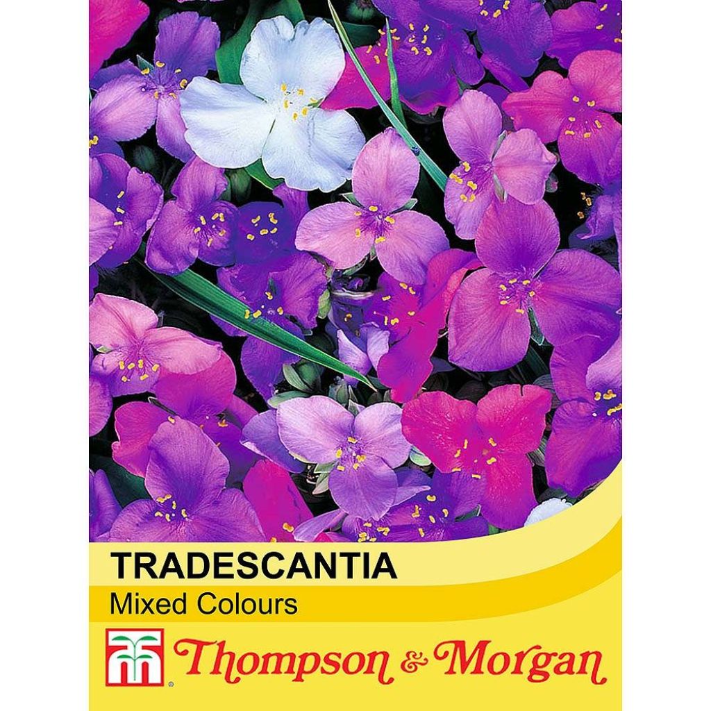 Graines de Tradescantia andersoniana Mixed Colours - Ephémère de Virginie