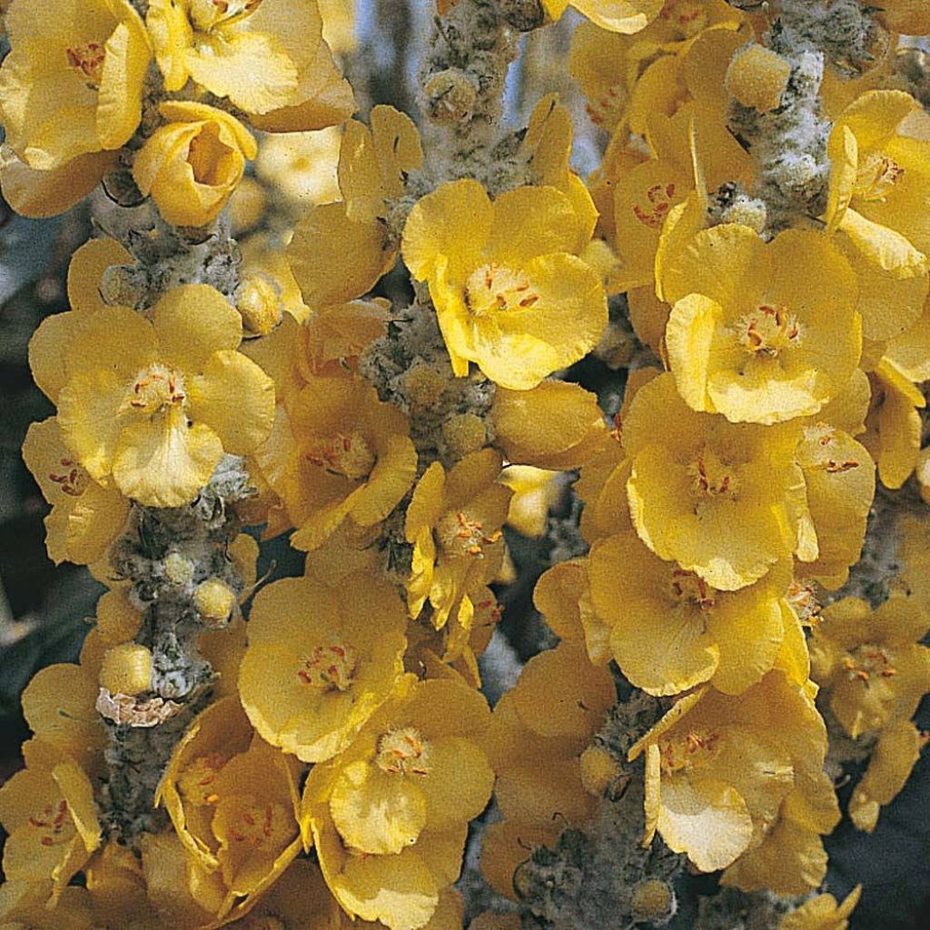 Graines de Verbascum bombyciferum Silver Lining - Molène