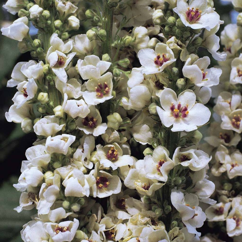 Graines de Verbascum chaixii Album - Molène de Chaix.