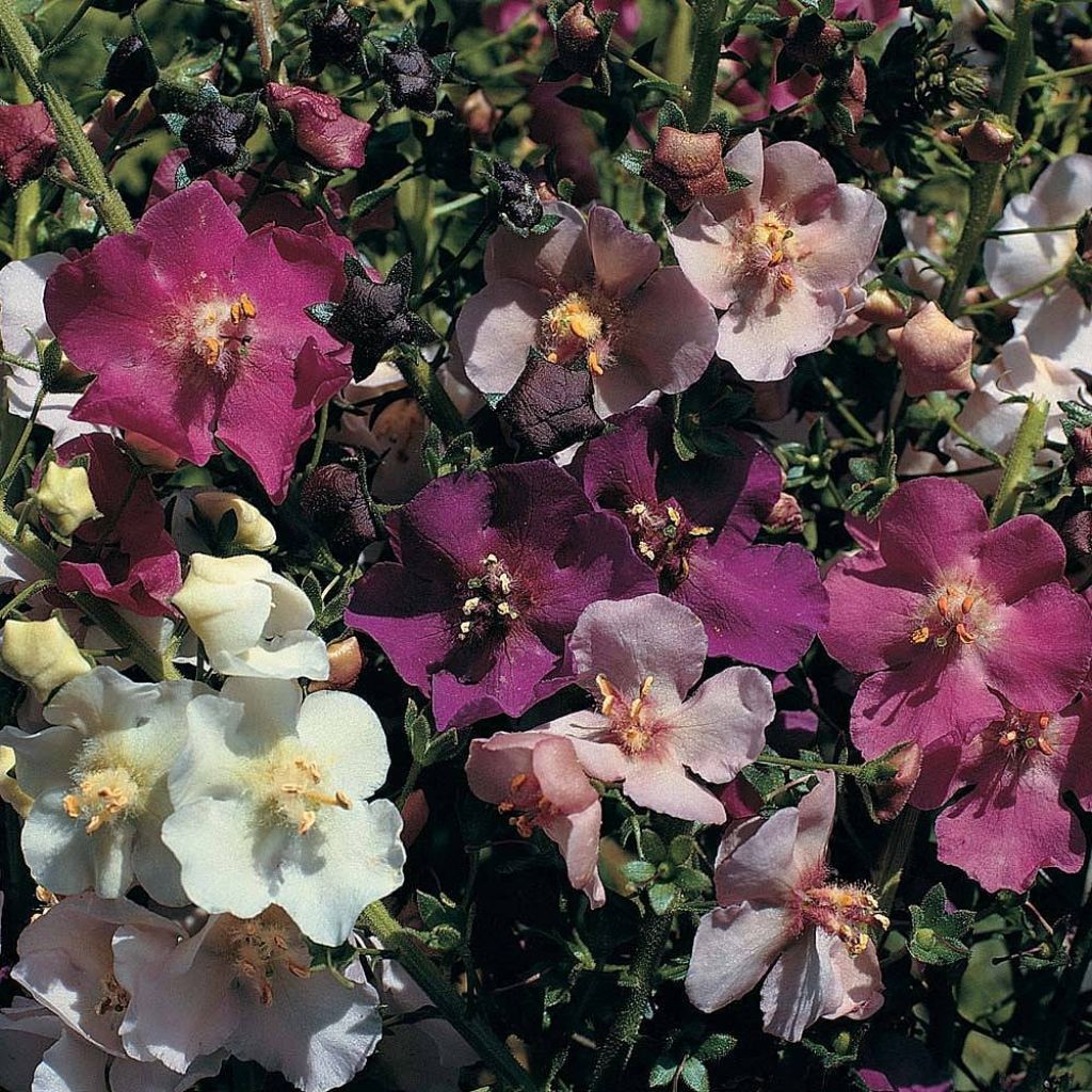 Graines de Verbascum phoeniceum en mélange - Molène