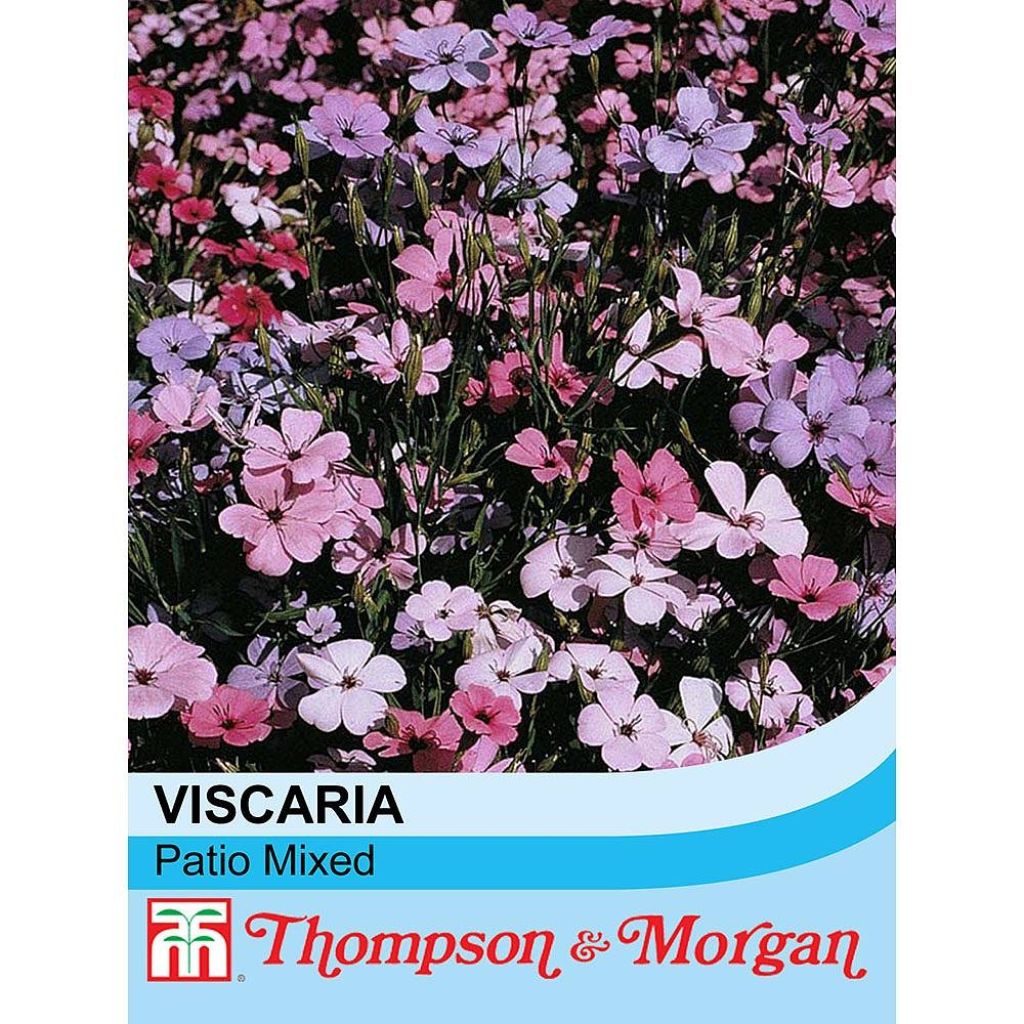 Graines de Viscaria oculata Patio mixed