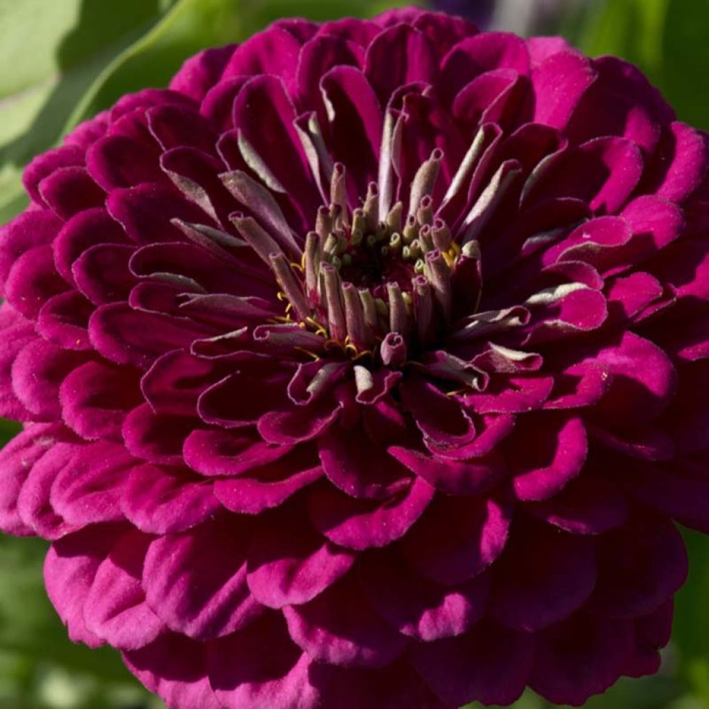 Graines de Zinnia elegans Purple Prince