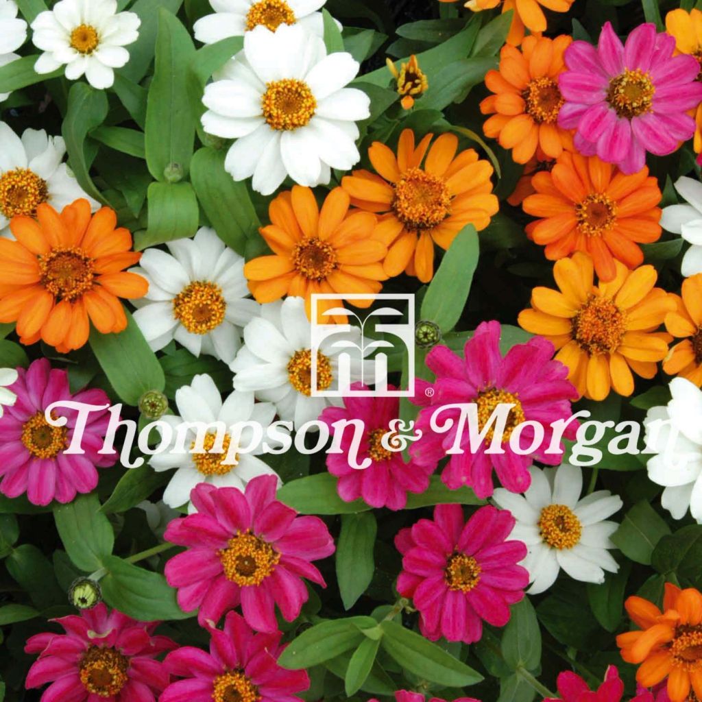 Graines de Zinnia hybrida Profusion Mixed