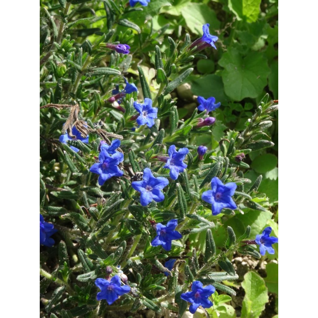 Lithodora diffusa Heavenly Blue - Grémil diffus