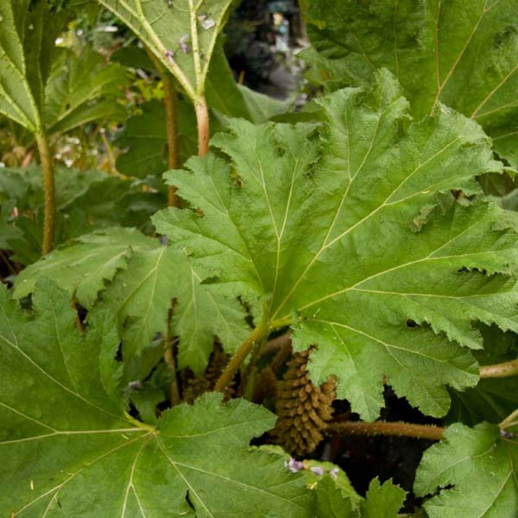 Gunnera manicata - Rhubarbe géante du Brésil