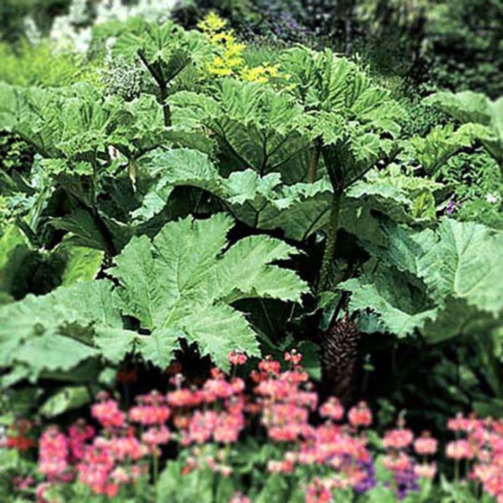 Gunnera manicata - Rhubarbe géante du Brésil