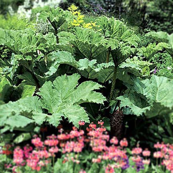 Graines De Rhubarbe Géante Victoria Bio - Rheum Rhaponticum - Sachet De 20 Graines - Pour Potager