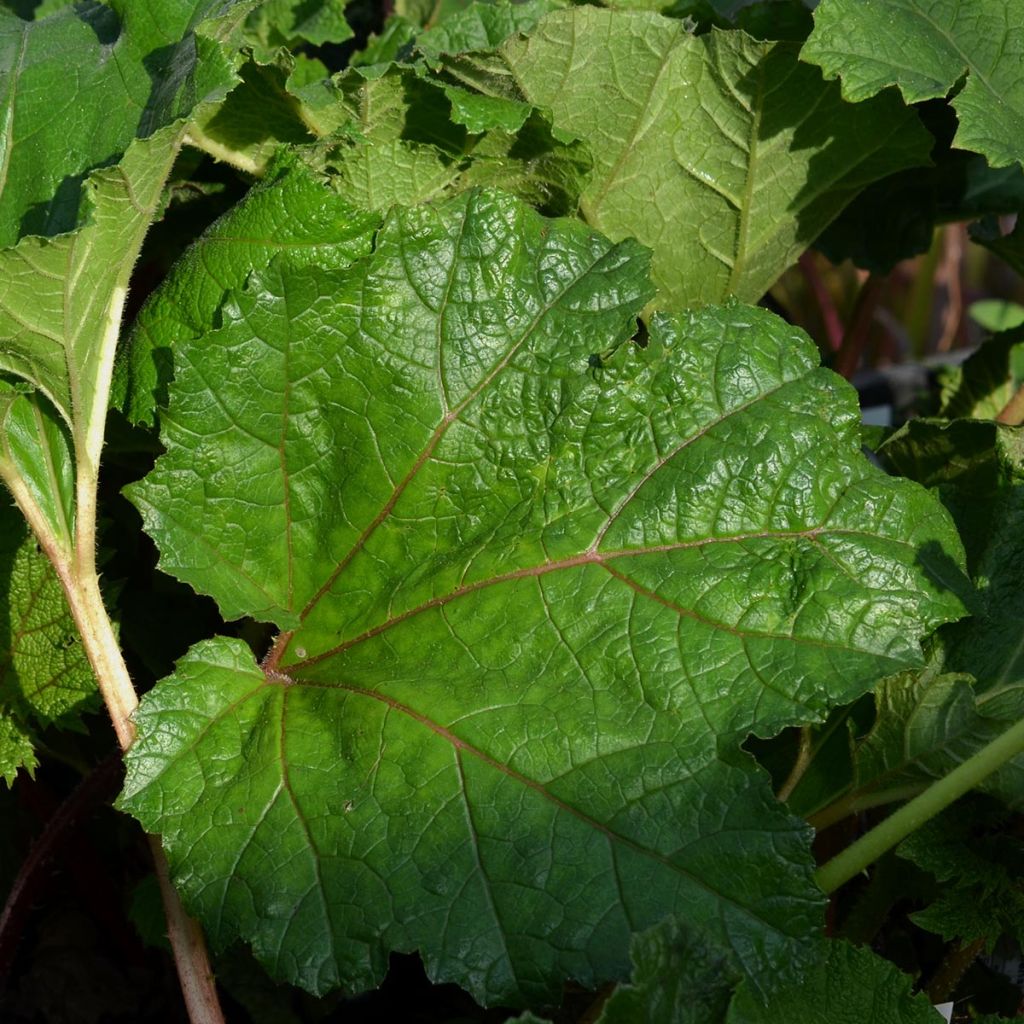 Gunnera manicata - Rhubarbe géante du Brésil