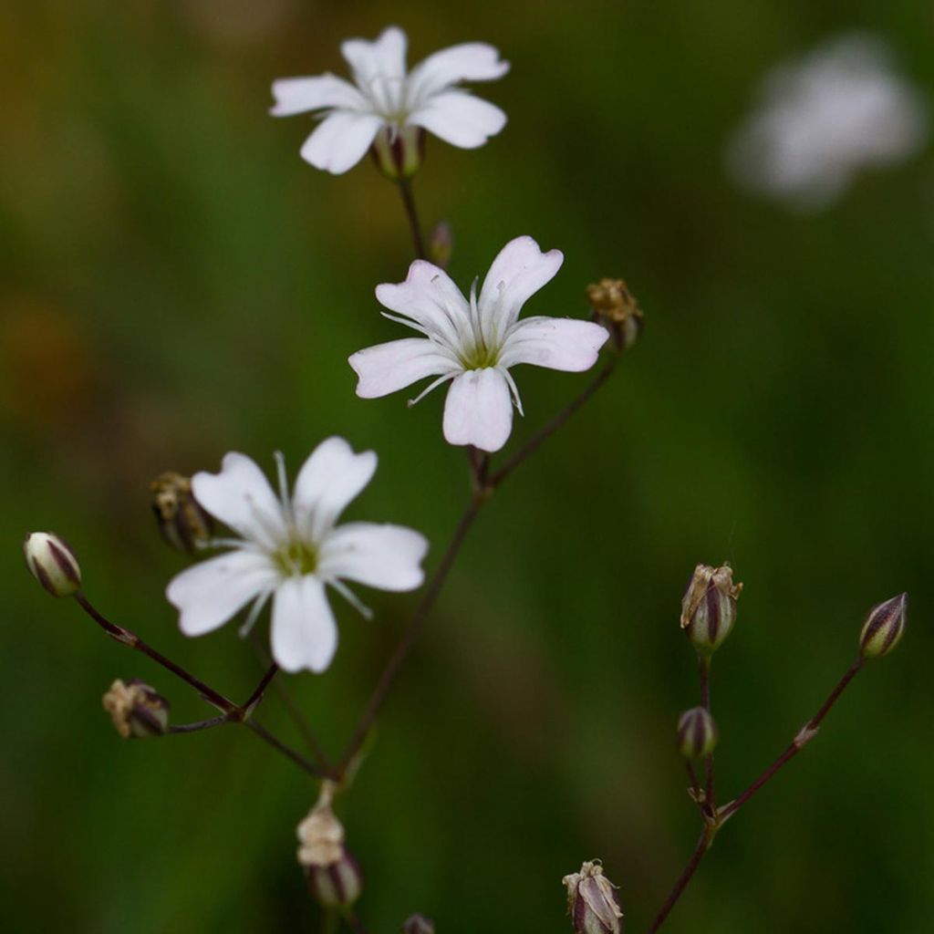 Gypsophile rampant Alba - Gypsophila repens Alba