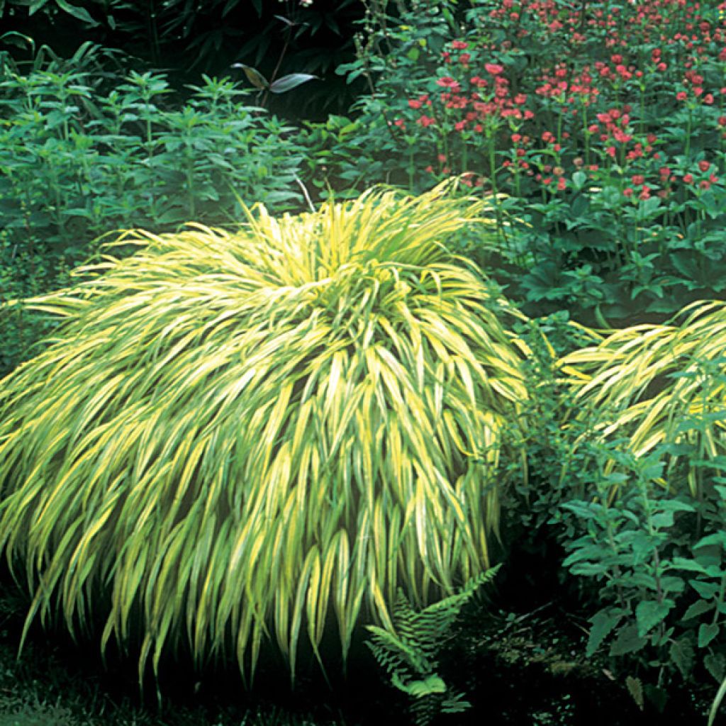 Herbe du Japon - Hakonechloa macra Aureola