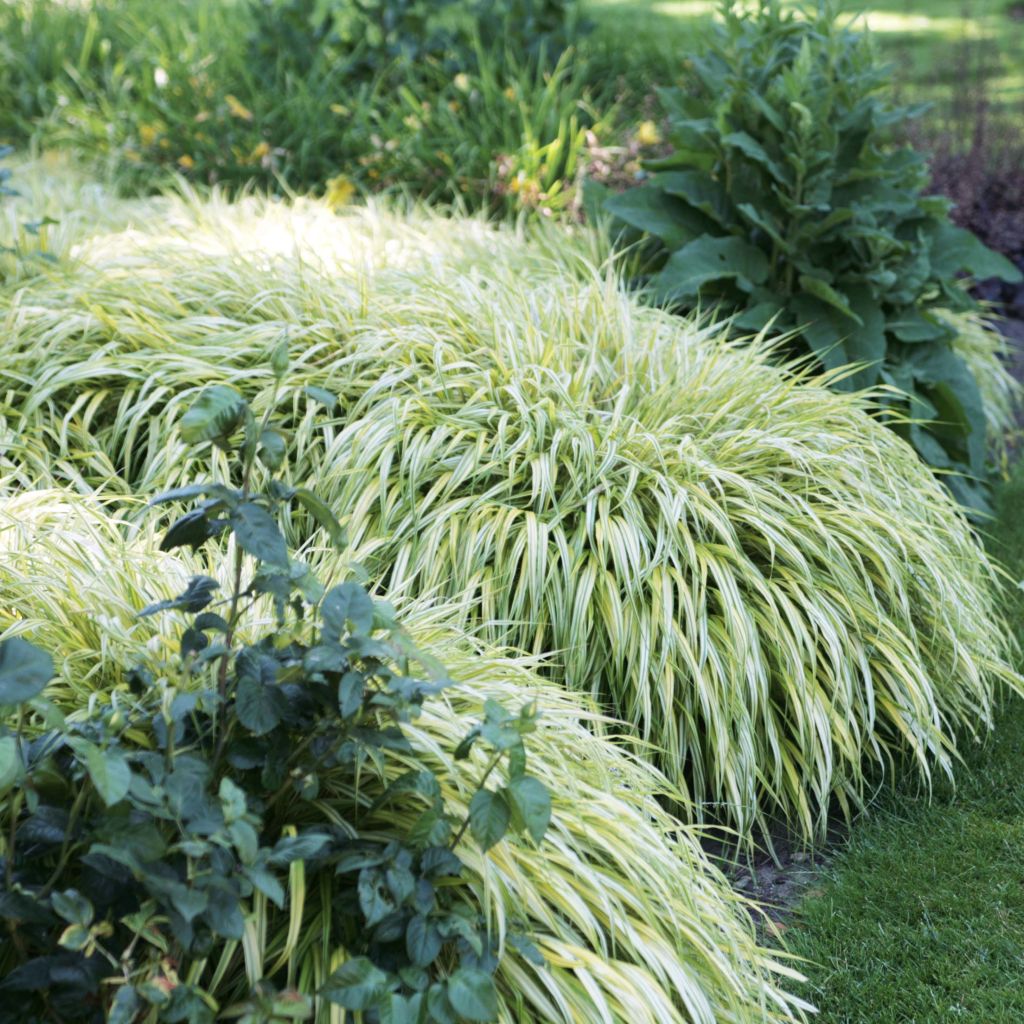 Herbe du Japon - Hakonechloa macra Aureola