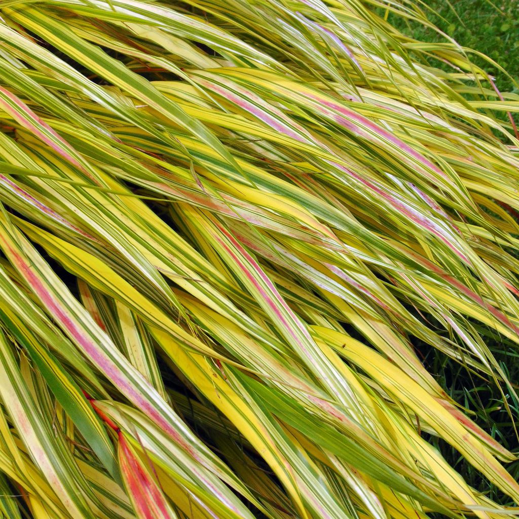 Herbe du Japon - Hakonechloa macra Aureola