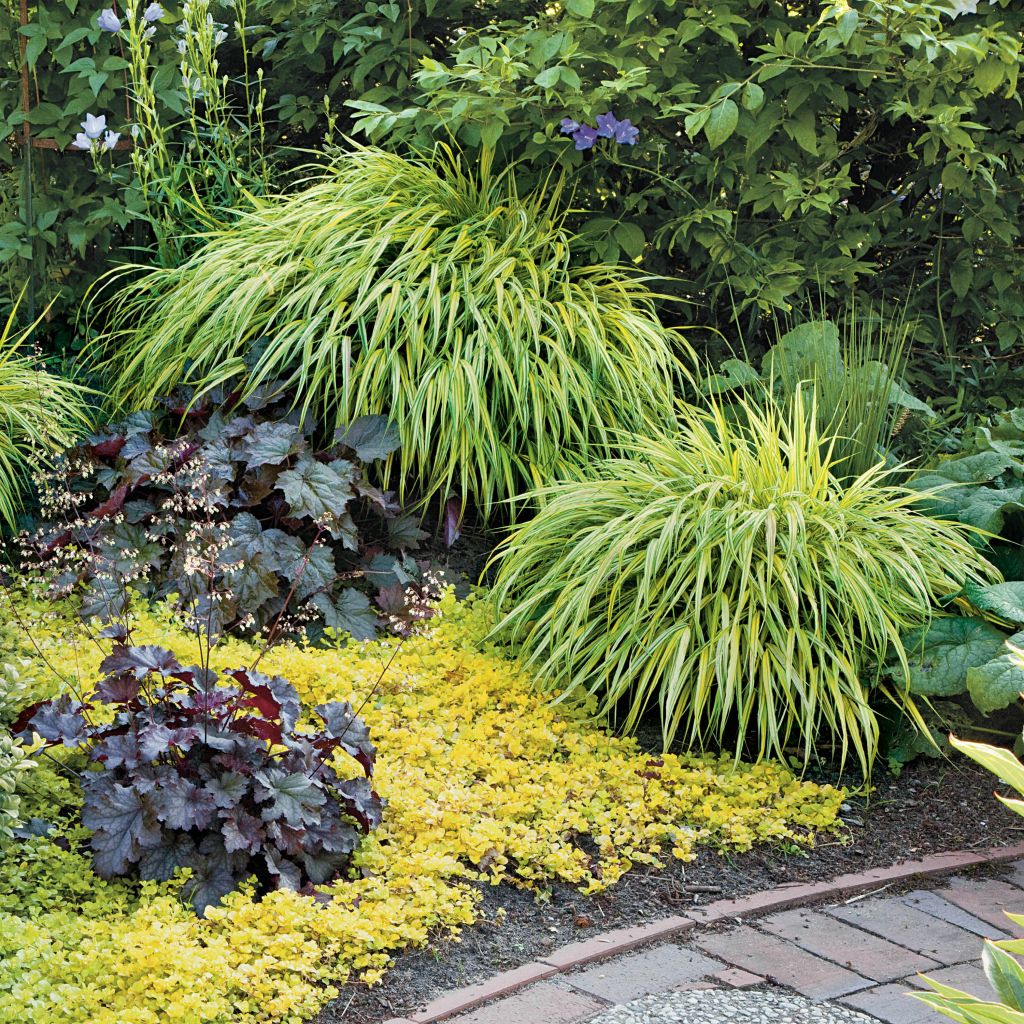 Herbe du Japon - Hakonechloa macra Aureola