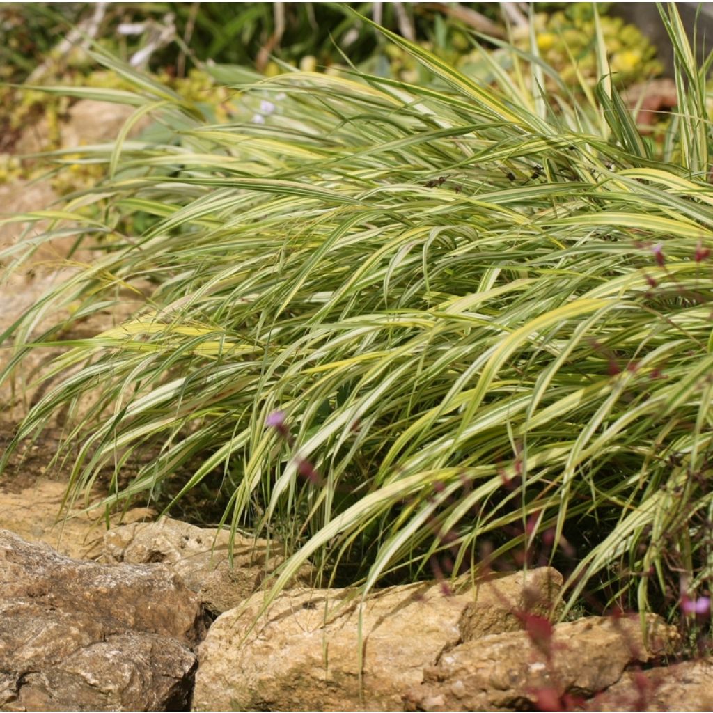 Herbe du Japon - Hakonechloa macra Naomi