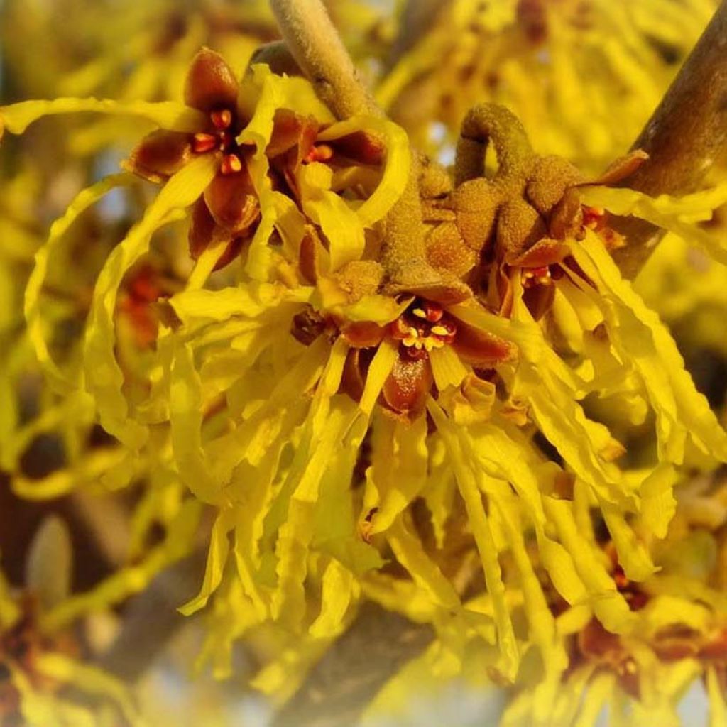 Hamamelis intermedia Arnold Promise - Noisetier de Sorcière