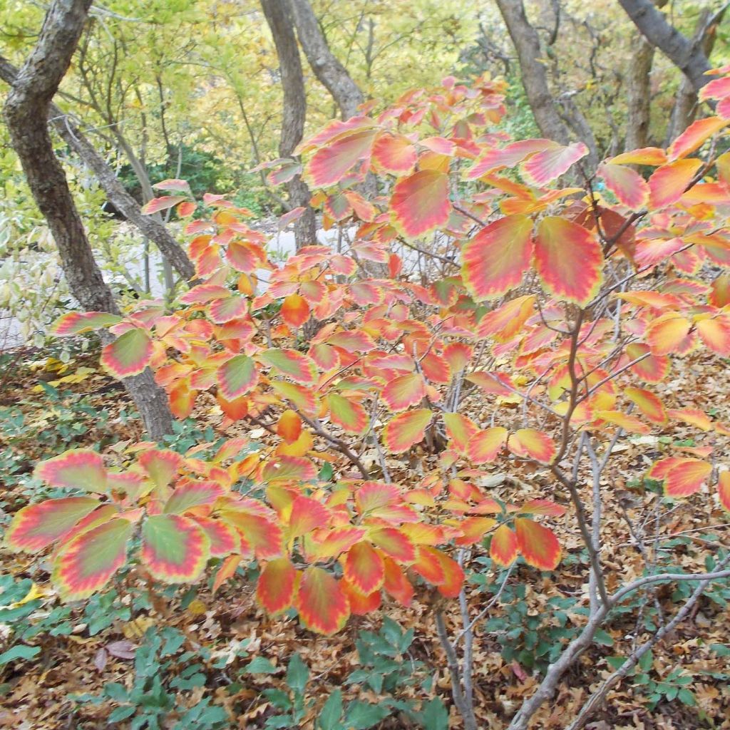 Hamamelis intermedia Arnold Promise - Noisetier de Sorcière