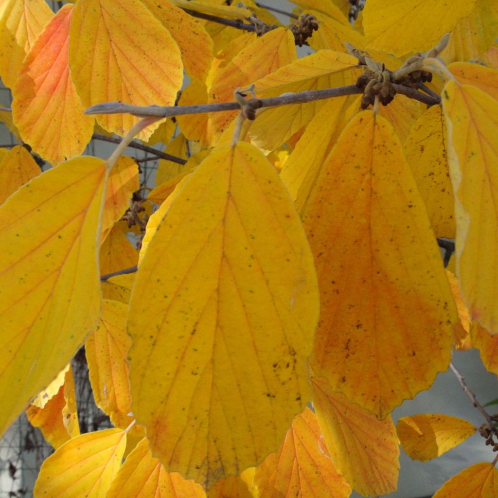 Hamamelis intermedia Arnold Promise - Noisetier de Sorcière