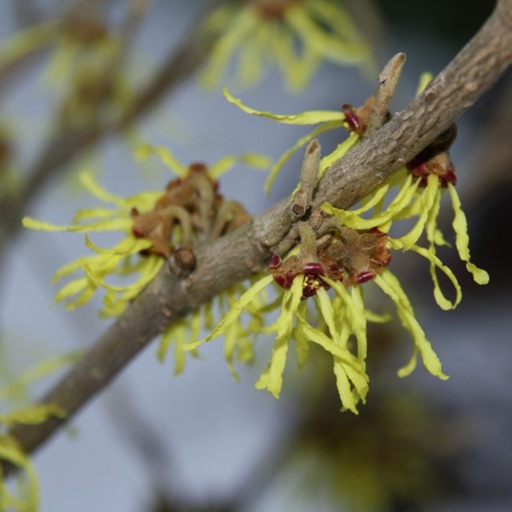 Hamamélis 'Arnold Promise' - Hamamelis 