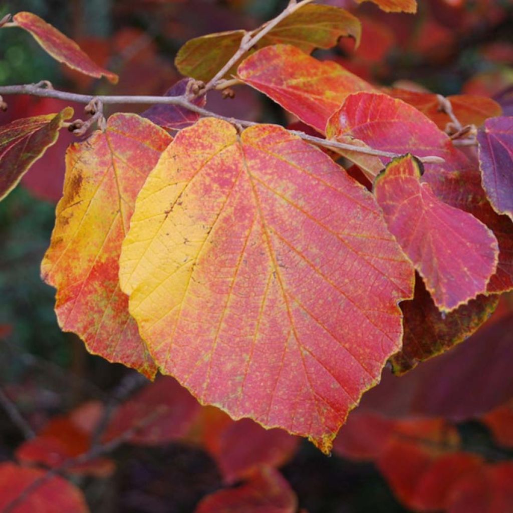 Hamamelis intermedia Ruby Glow - Noisetier de sorcière