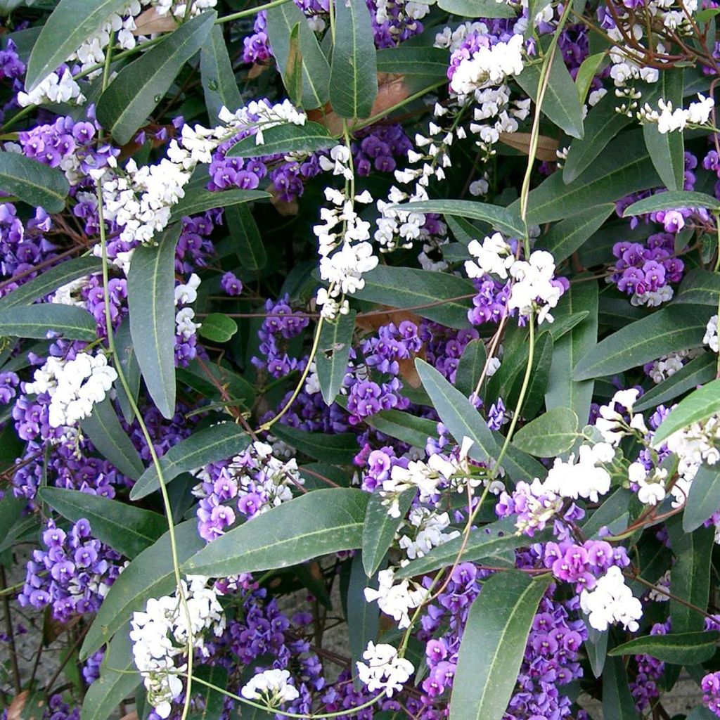 Hardenbergia violacea