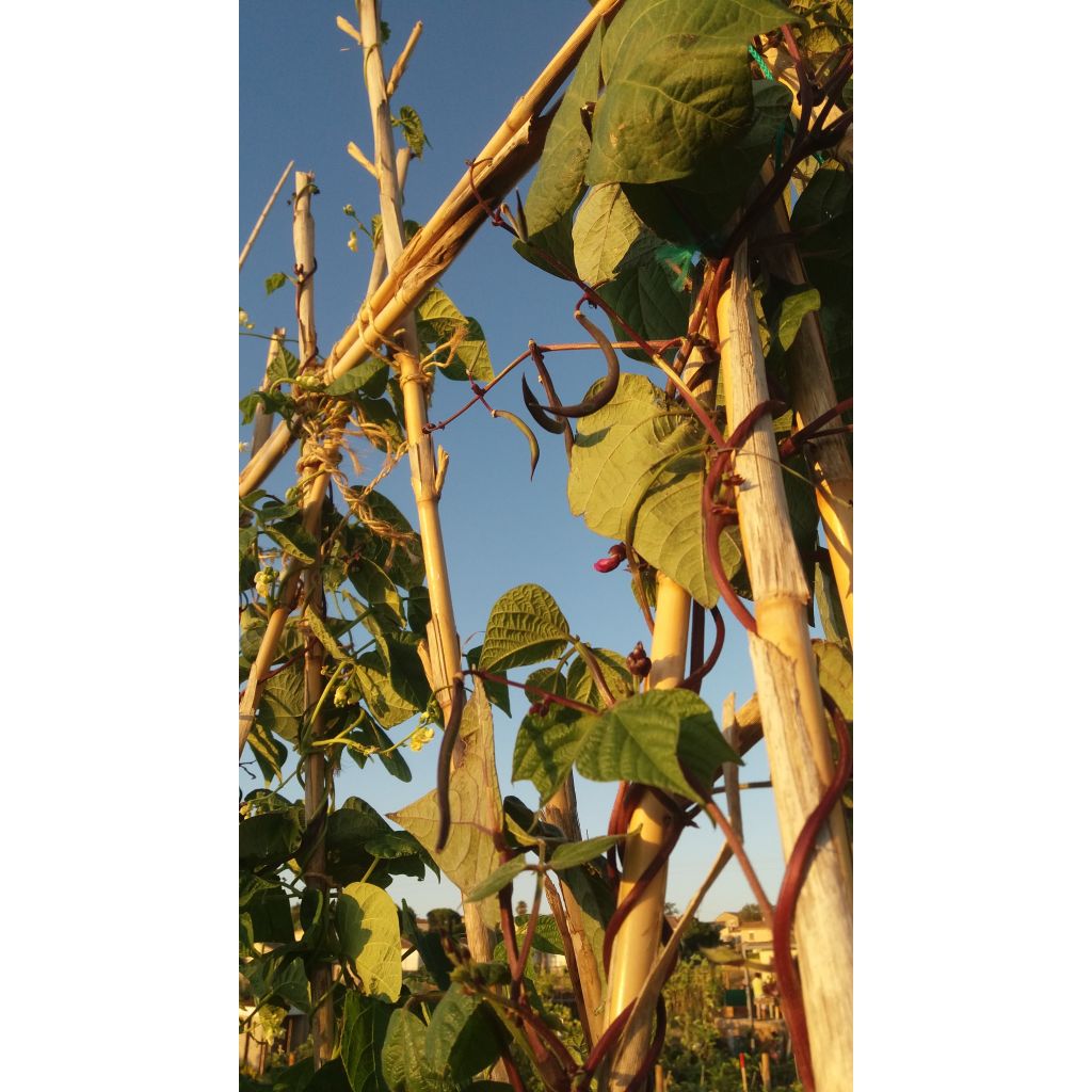 Haricot à rames mangetout à cosses violettes sans fil