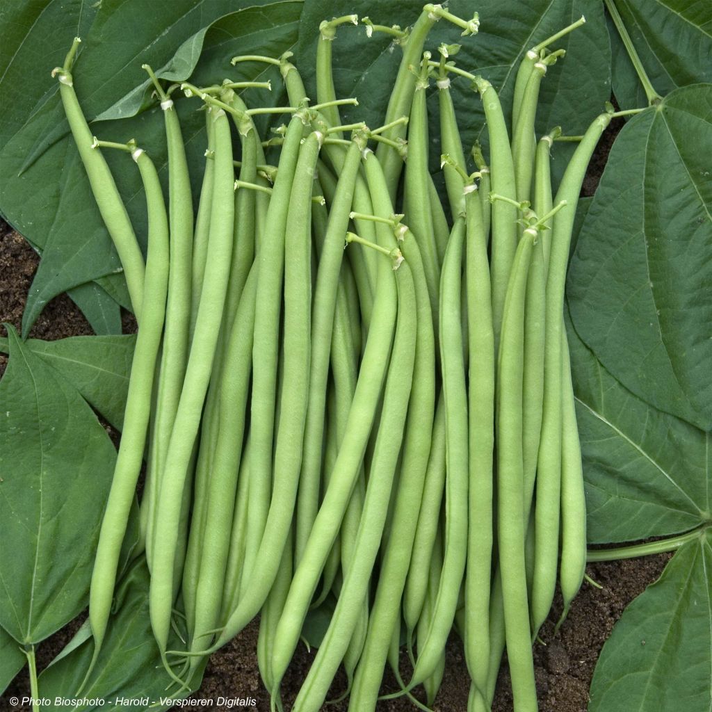 Haricot nain mangetout Castandel Bio - Ferme de Sainte Marthe 