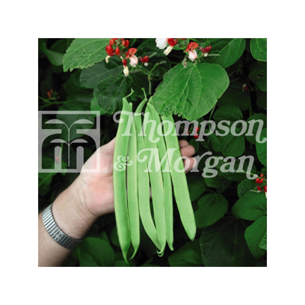 Haricot d'Espagne St. George - Haricot-fleur