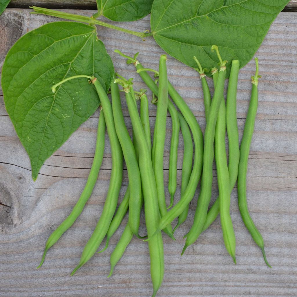 Haricot Modus Bio - Ferme de Sainte Marthe